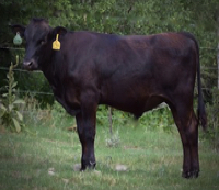 Black Wagyu bulls